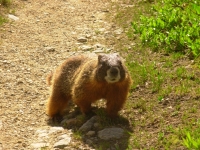 Bold Marmot